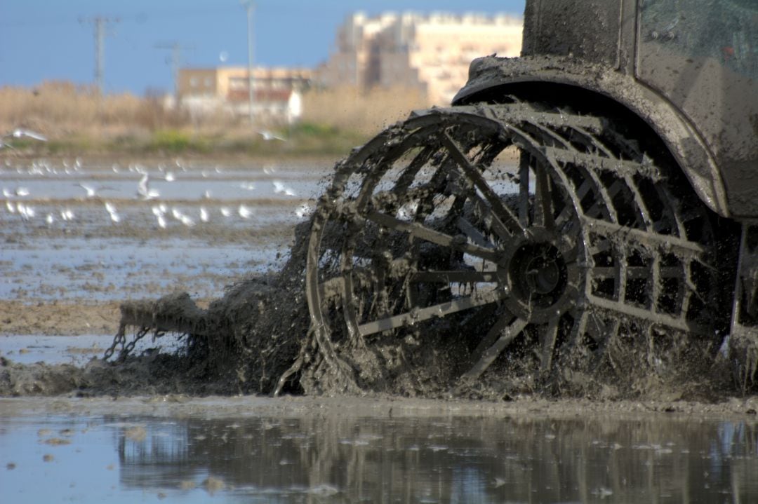 Una máquina trabaja en un campo de arroz