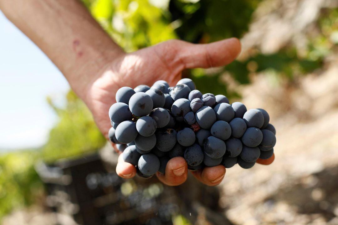 Un vendimiador recoge uvas 