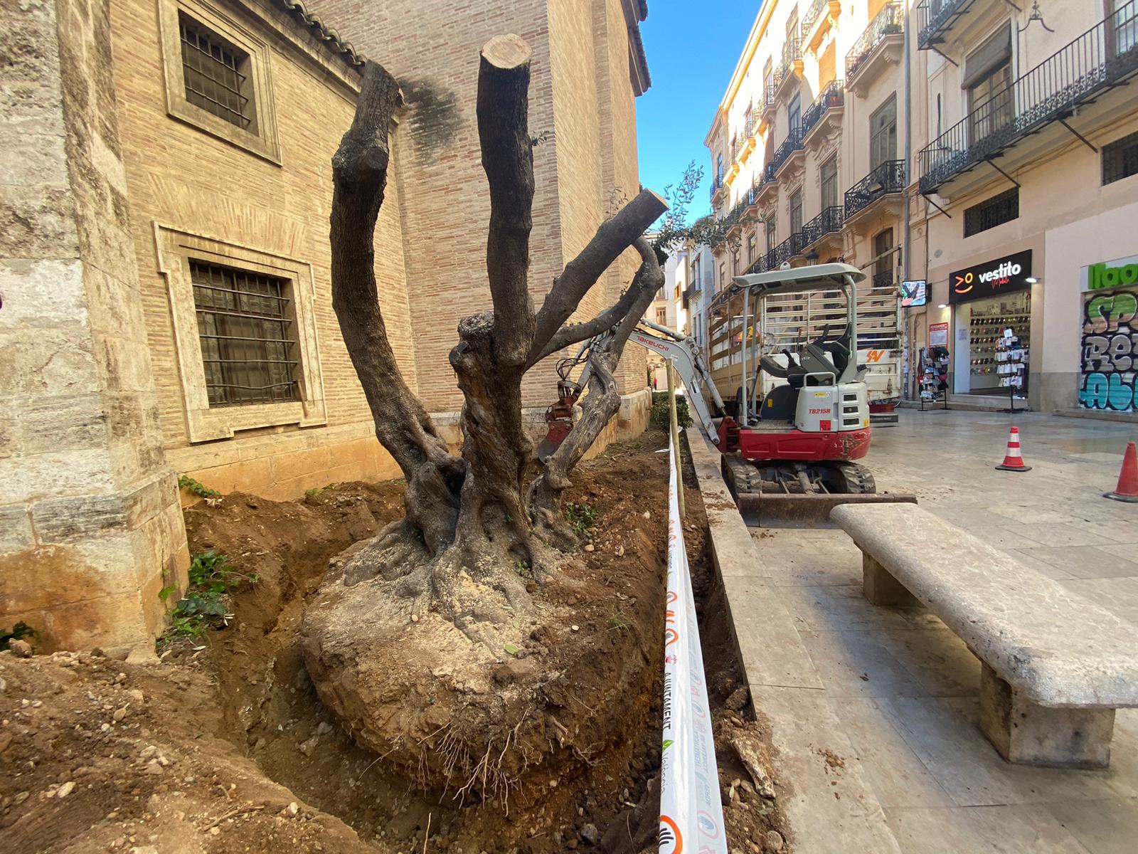 Retiran los olivos y naranjos de la Catedral de València que provocaban humedades y filtraciones en el monumento