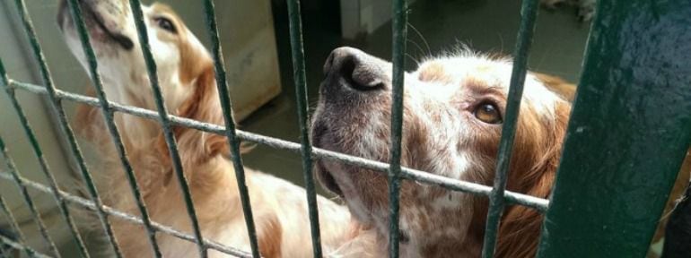 En el centro hay un 50% e perros y un 50% de gatos.