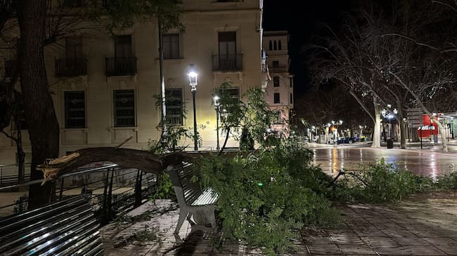 Rama caída en l'Albereda de Xàtiva. Fuente: Ajuntament de Xàtiva