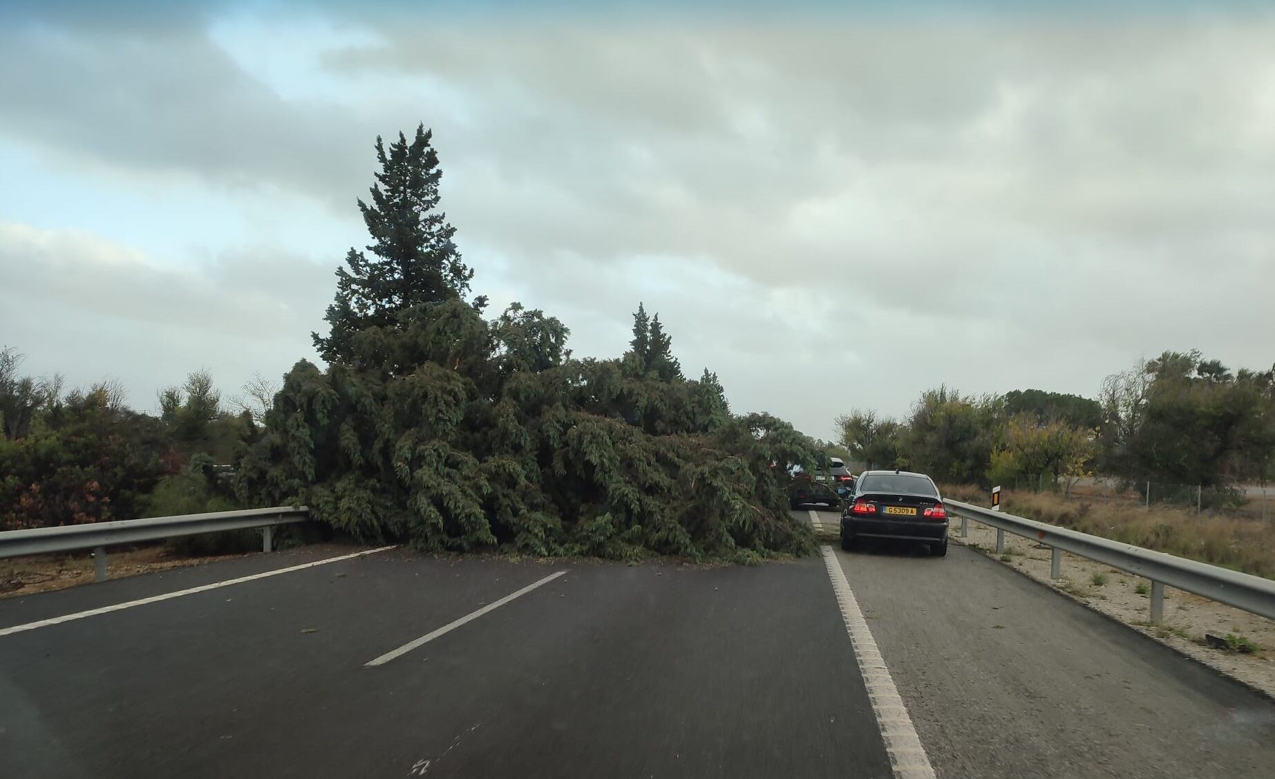 Imagen del árbol caído que obligó al corte de la carretera AP4.