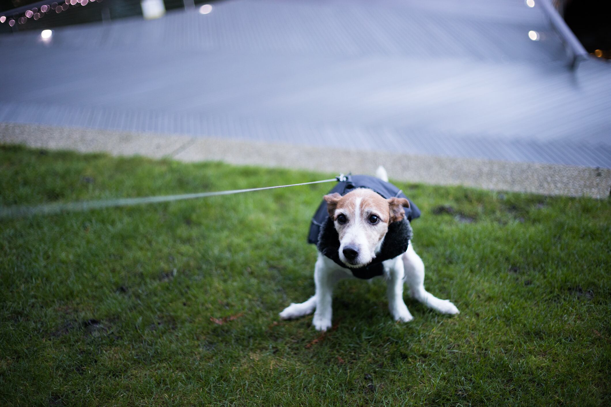 Un perro defecando en un parque.