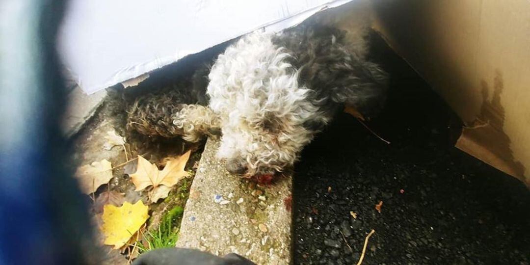 El animal en la zona de Palencia en la que fue encontrado