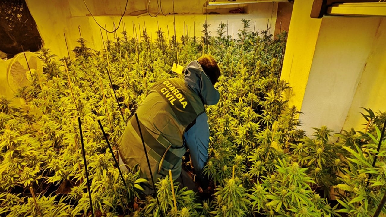 Un Guardia Civil revisa una plantación de marihuana en Alcalá la Real