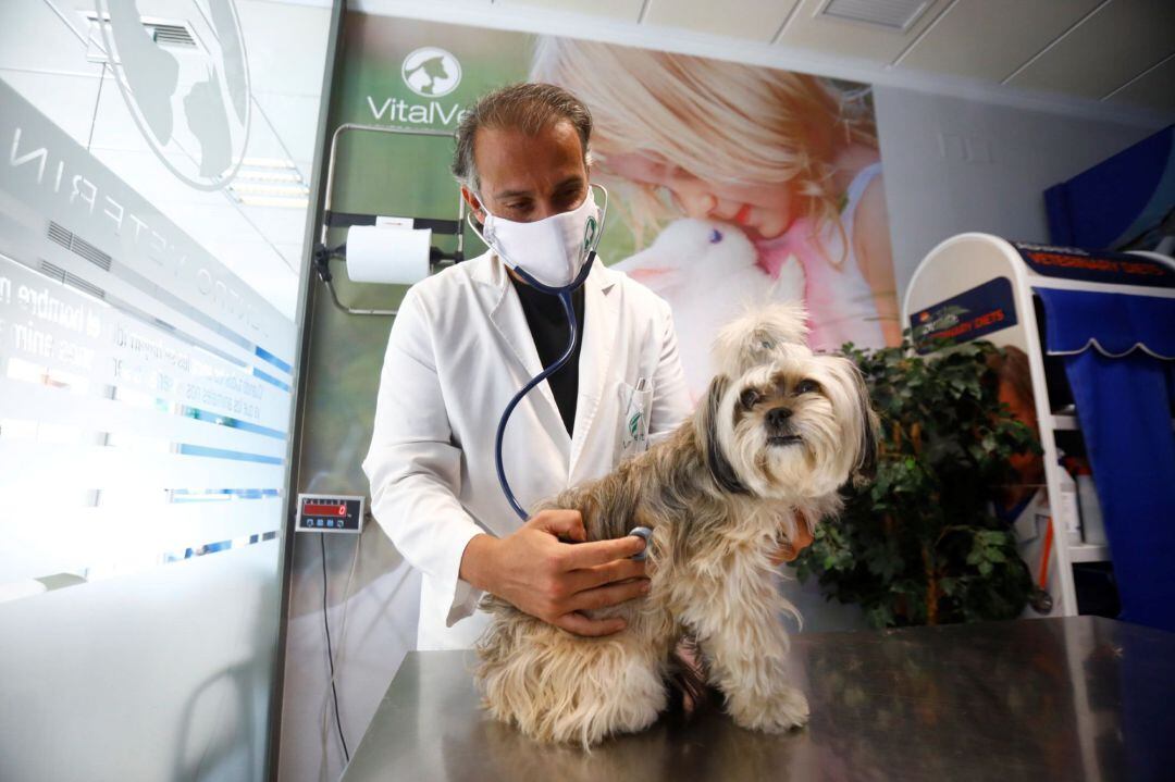 Un perro atendido por un veterinario