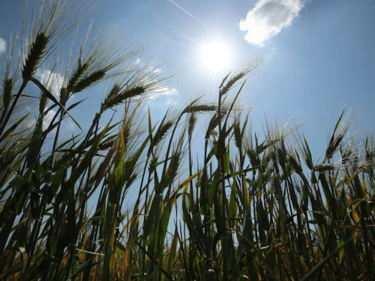 La Junta convoca ayudas para jóvenes que quieran ser agricultores