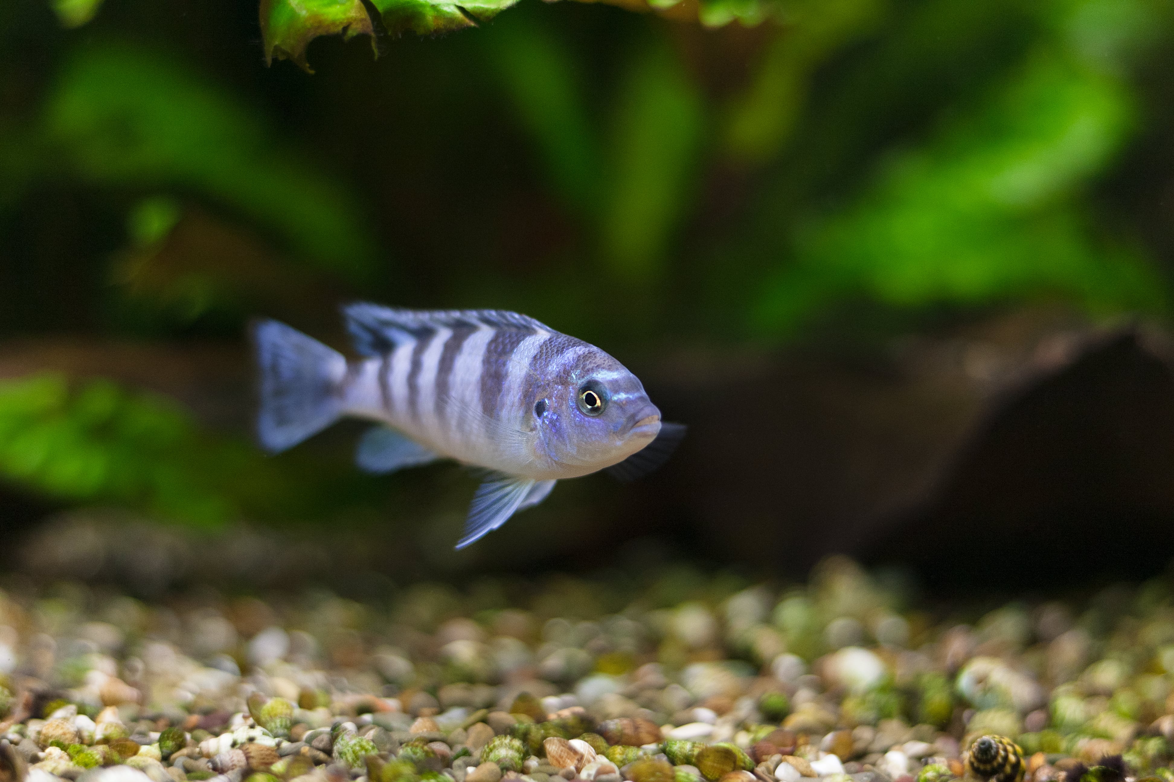 Los peces cebra mbuna y las rayas de agua dulce pueden sumar y restar los números del uno al cinco.