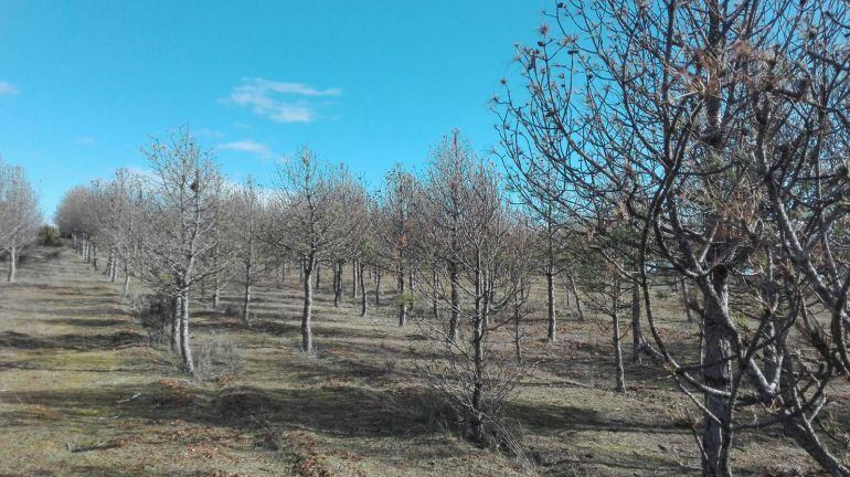 Pinos jóvenes afectados por la oruga procesionaria en Baños de Valdearados