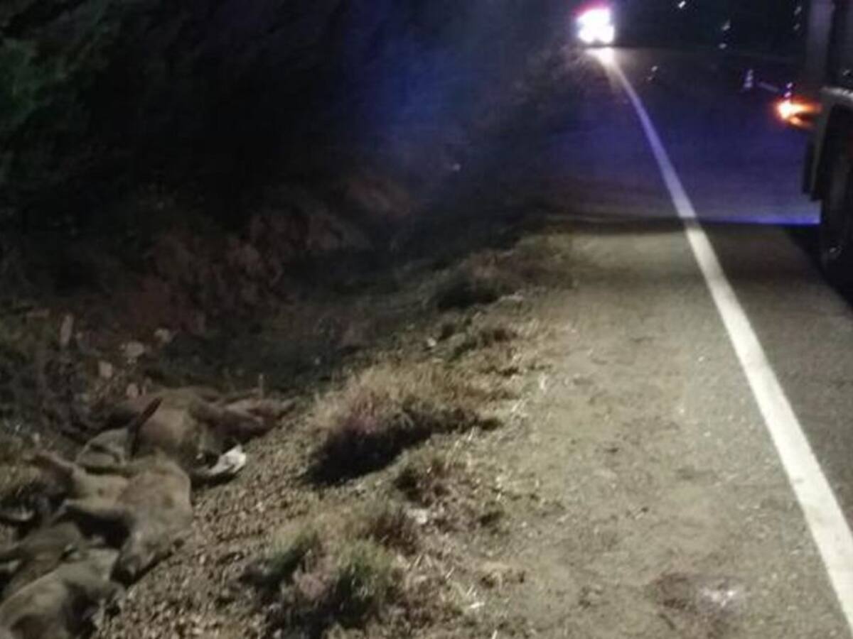 Sale ilesa tras arrollar a nueve jabalíes en Palencia