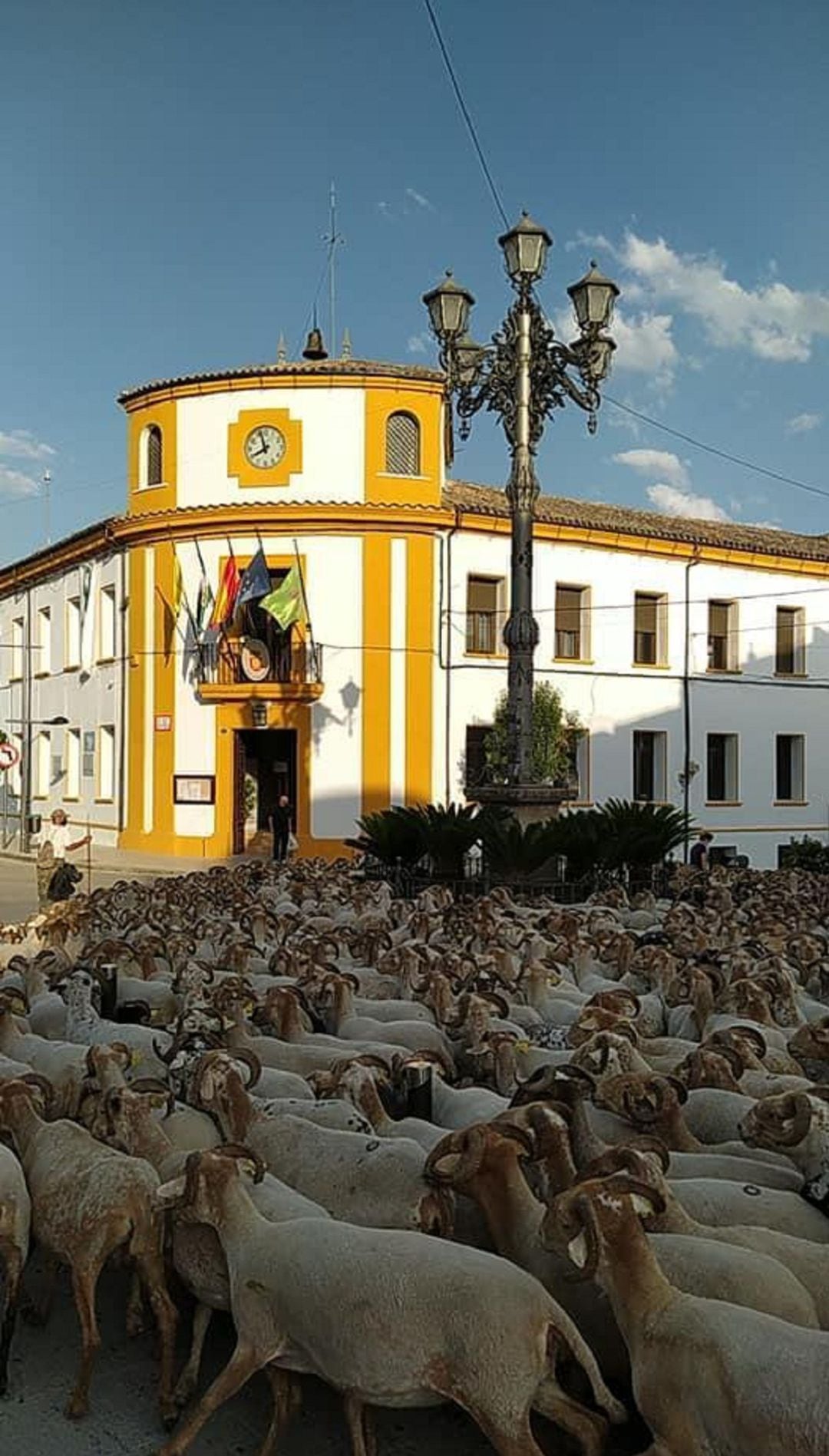 El rebaño de 1200 ovejas concentradas en la plaza del Ayuntamiento