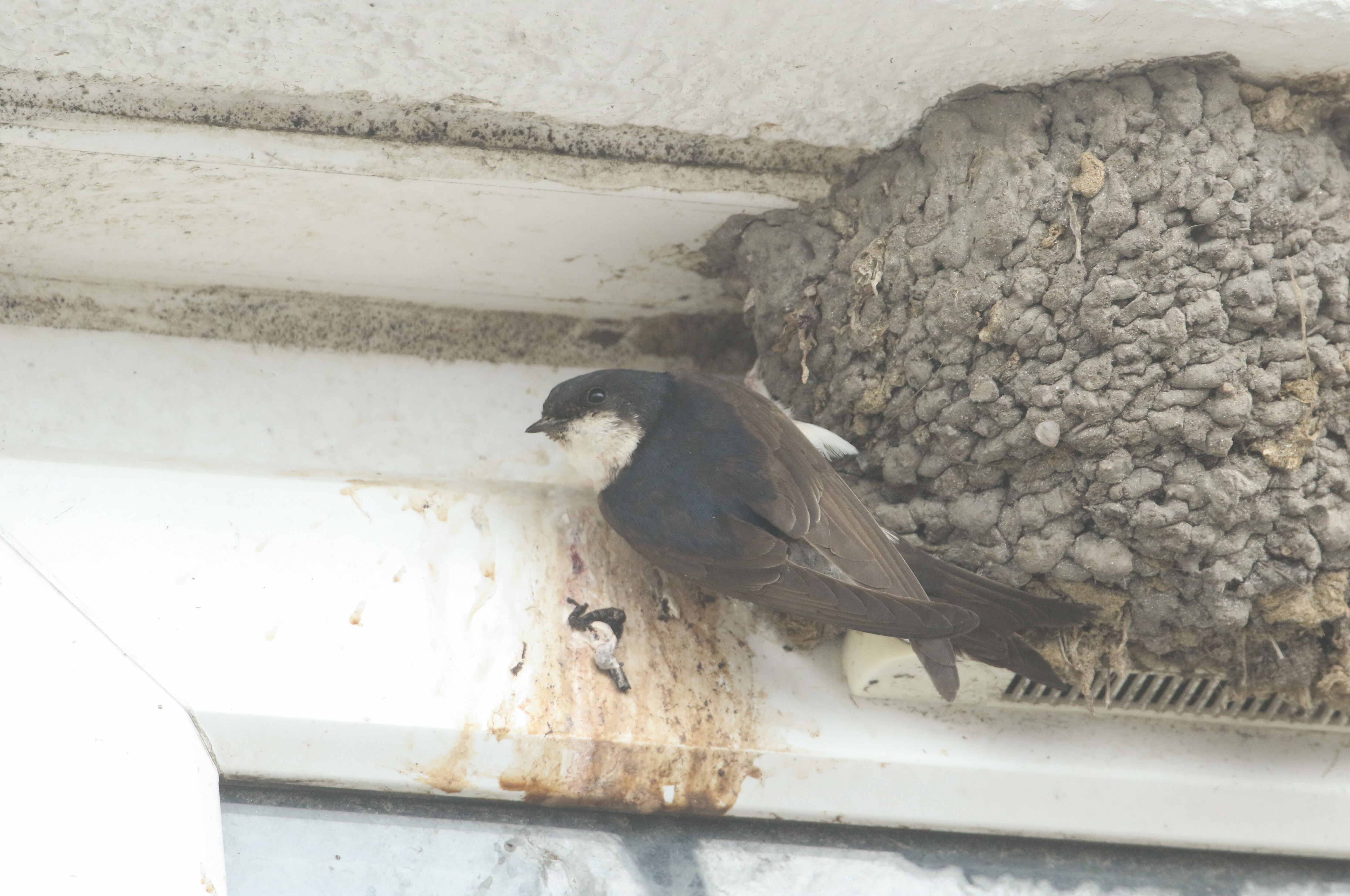 Un avión junto a su nido
