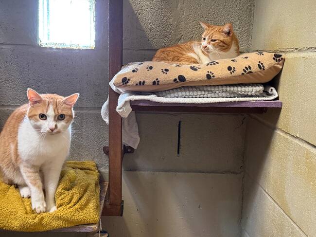 Los gatos, Casper y Suerte, que protagonizan el martes de adopción del CIPA