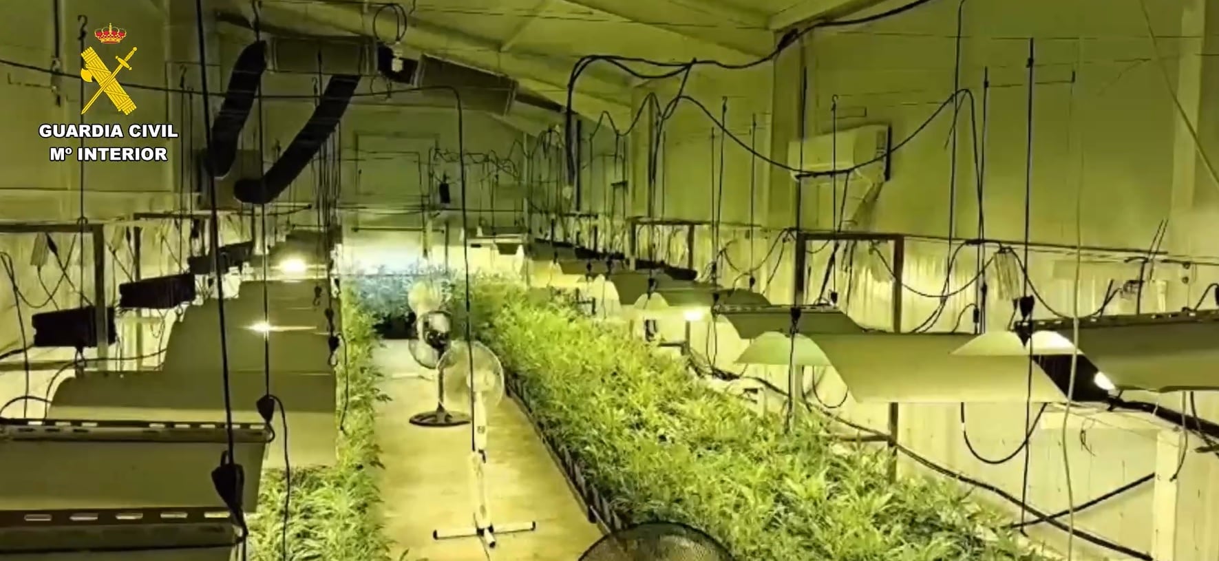 Plantación de marihuana en una nave de Piedralaves (Ávila)