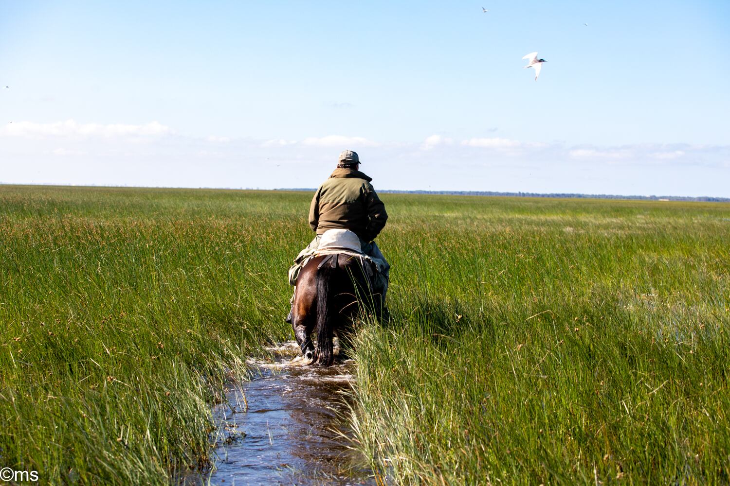 Espacio Natural de Doñana (mayo de 2025)