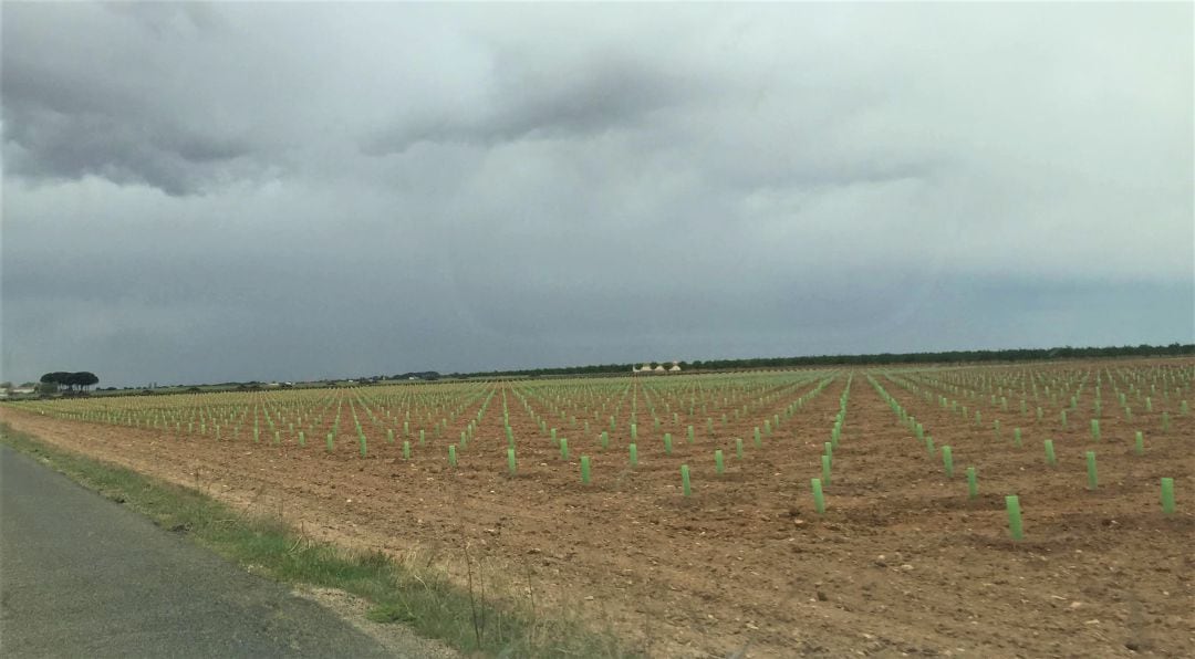 Protectores en los campos manchegos