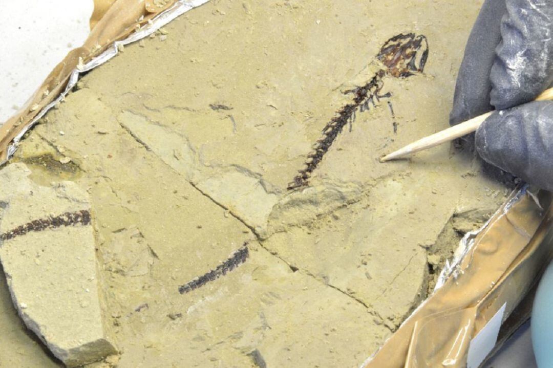 Un dels tritons trobats al Camp dels Ninots