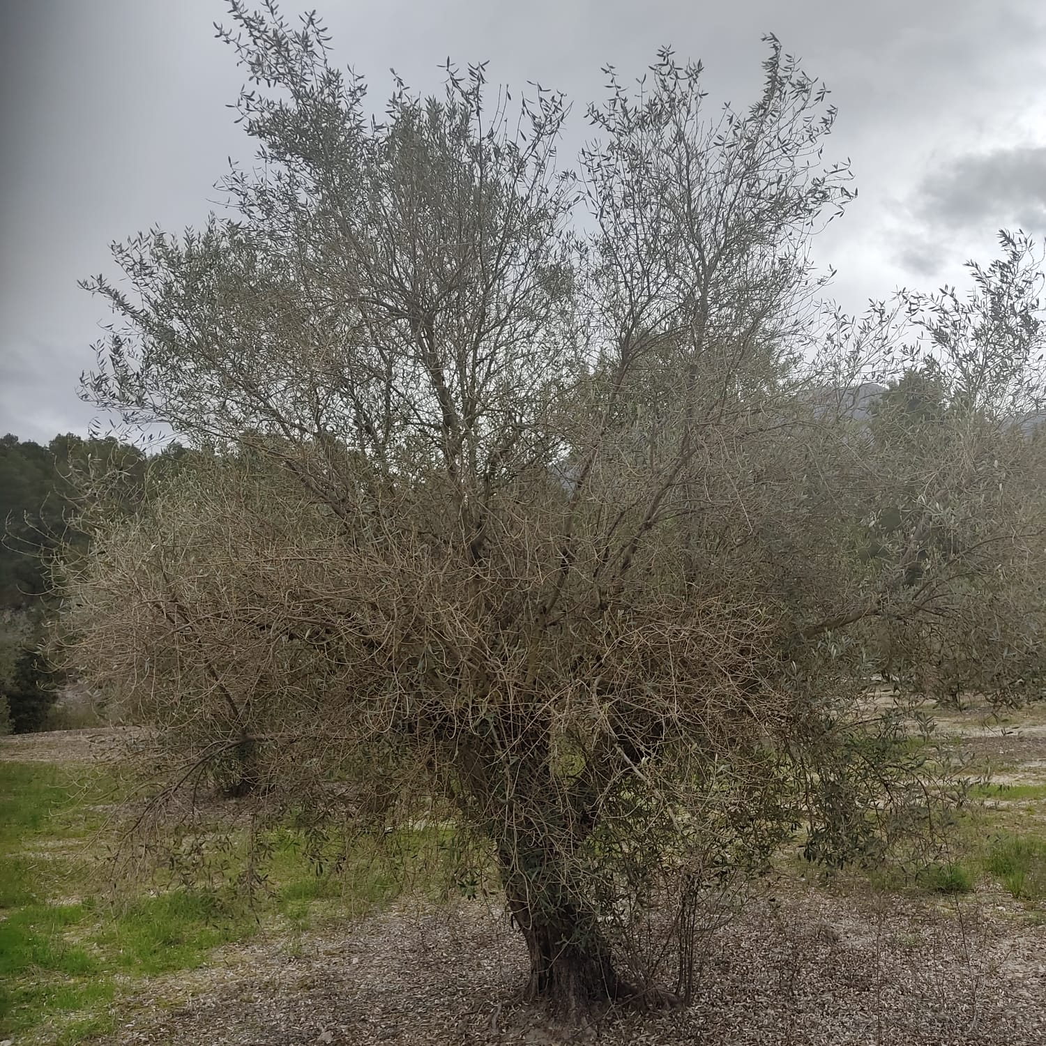 Un olivo afectado en Benimassot.