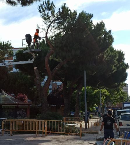 Apeo de un árbol en el Parque de San Isidro