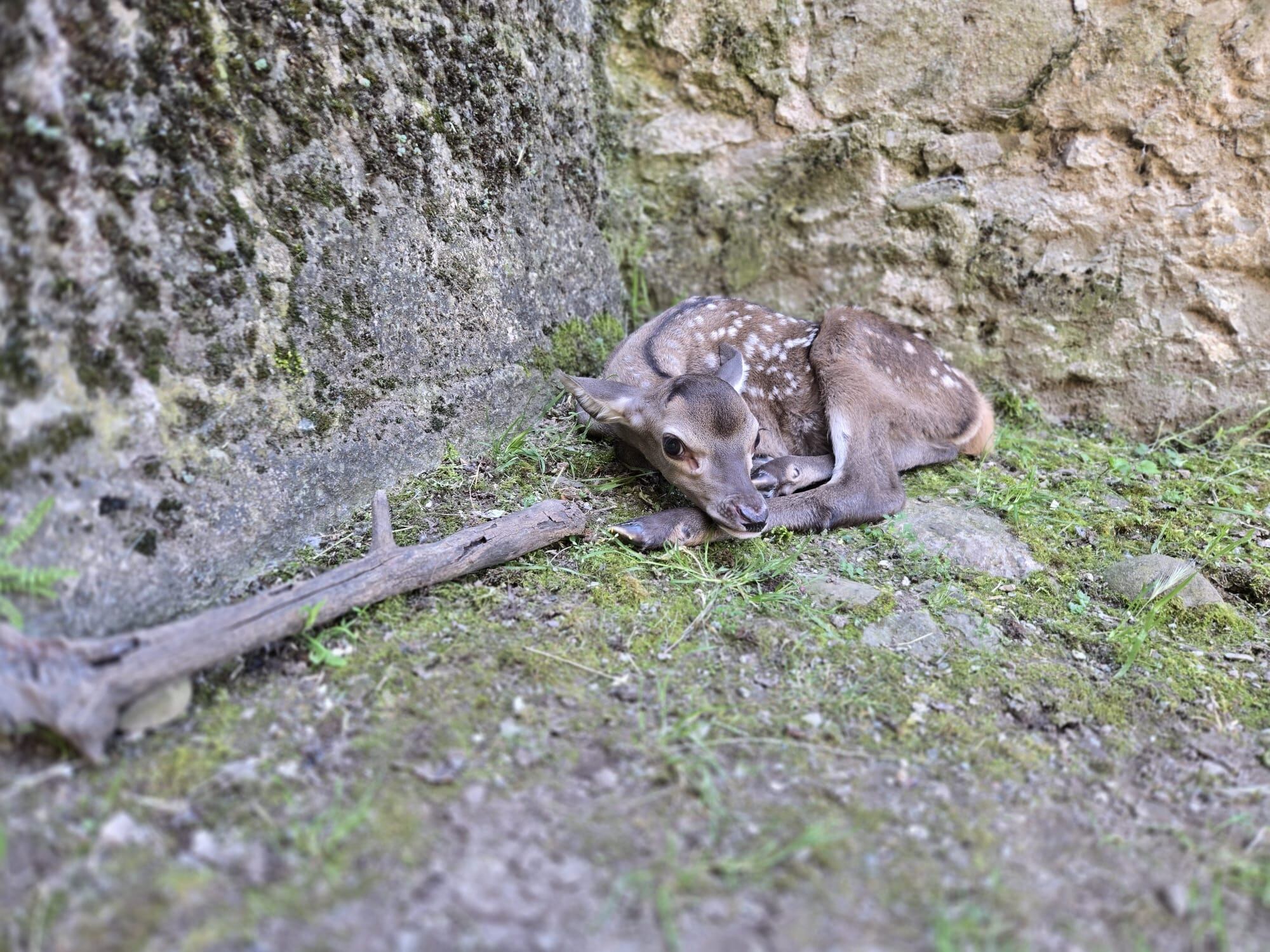 &quot;Cervatillo&quot; nacía este 29 de mayo en el foso de la Ciudadela de Jaca