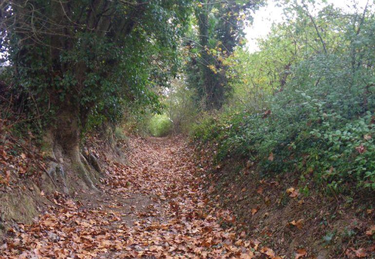 Una llera netejada a Serra de Daró. Foto: ACA