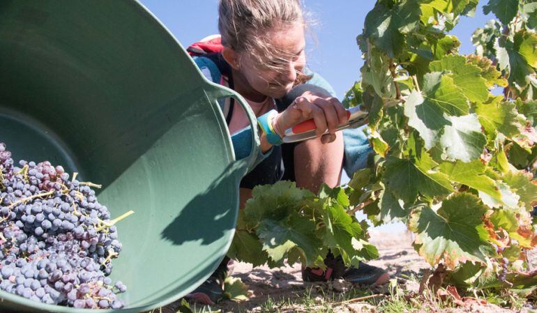 Un año más los estudiantes vivirán cómo es una vendimia para conocer este trabajo rural y su tradición en la localidad