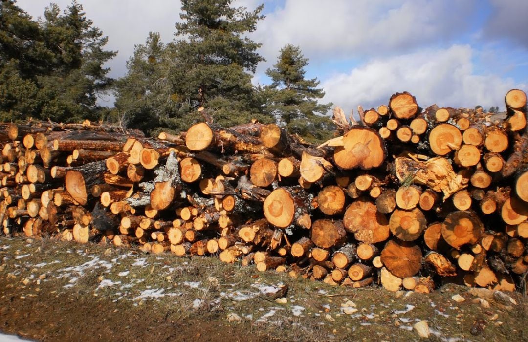 Imágenes de la madera apilada en la Cañada del Mostajo y difundidas el pasado enero por la organización ecologista