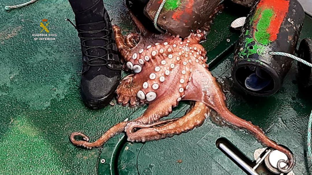 Pesca ilegal de pulpo
