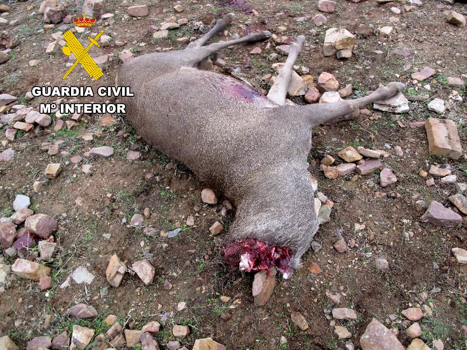 Guardia Civil Investiga a 4 cazadores por un delito contra la flora y fauna