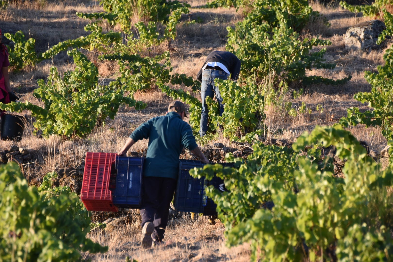 La vendimia en la DOP Cebreros se reduce a la mitad