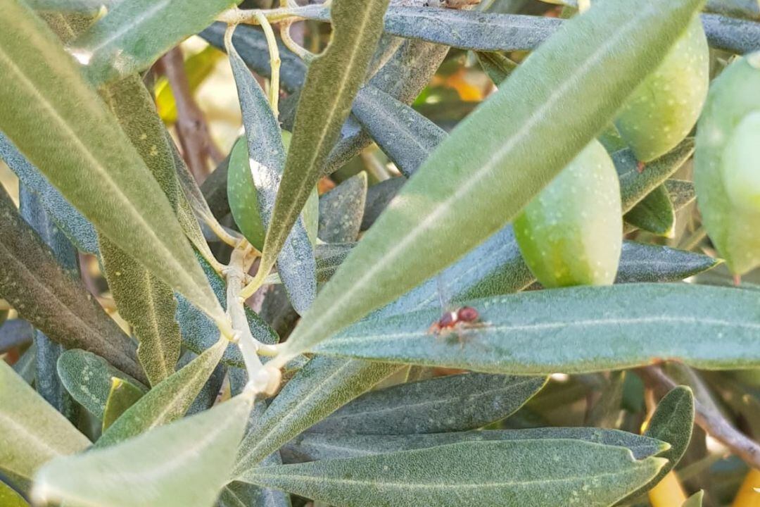 Ya se observa las mosca del olivo en los olivares de Sierra Mágina