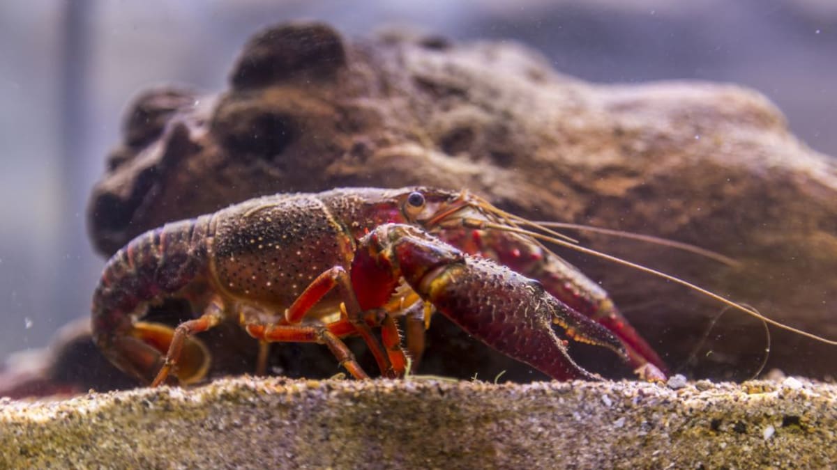 Especies invasoras en el Bierzo, los 'no invitados'