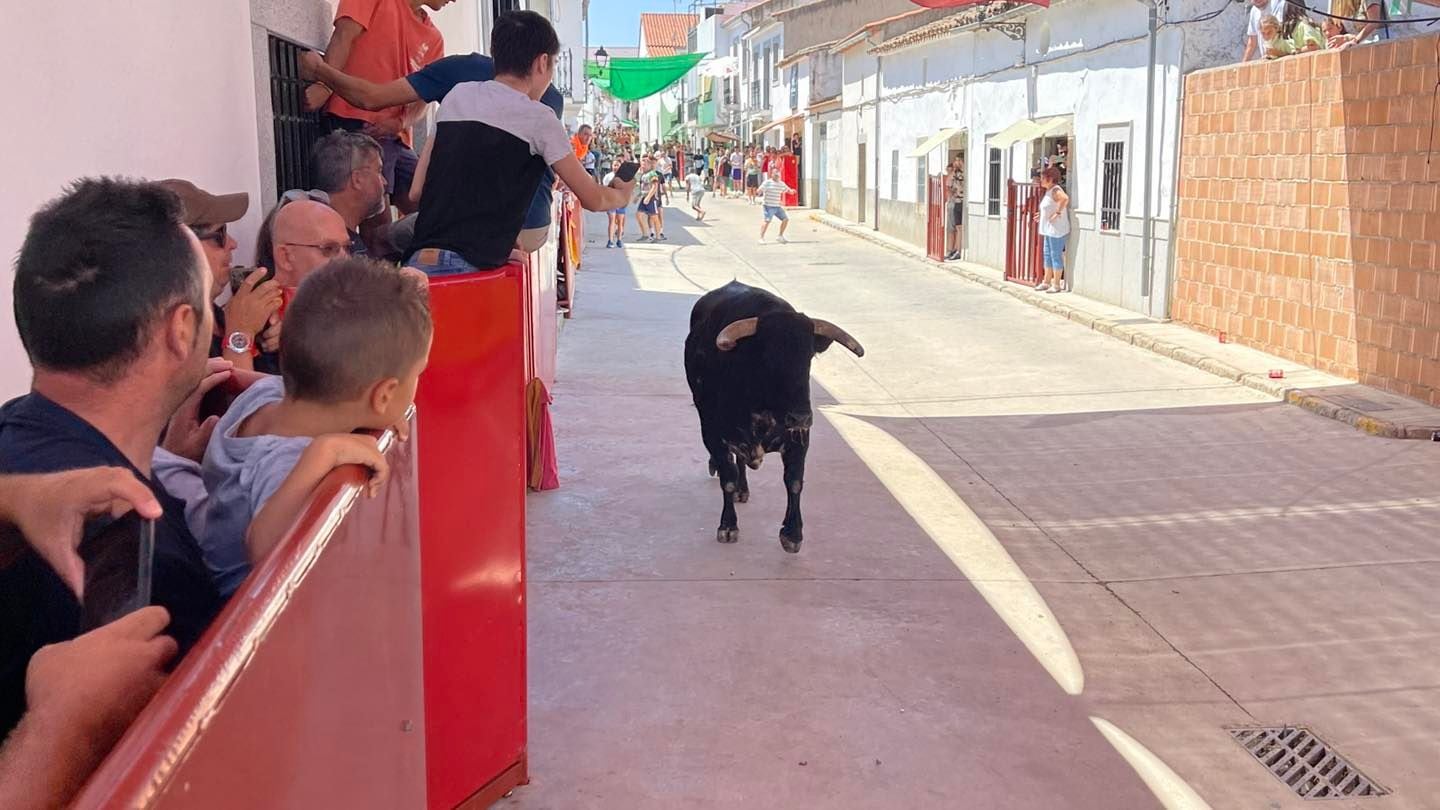 Una imagen del tercer encierro de la Feria de San Roque de Dos Torres.