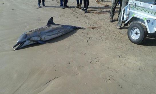 Imatge del dofí mort, cedida pels Agents Rurals.