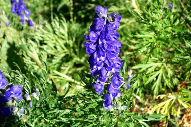 Aconitum napellus, coneguda en català com a tora blava, planta que ha provocat una intoxicació greu a quatre persones, tres de les quals ingressades a l'UCI de l'hospital de Meritxell, aquest dimecres.