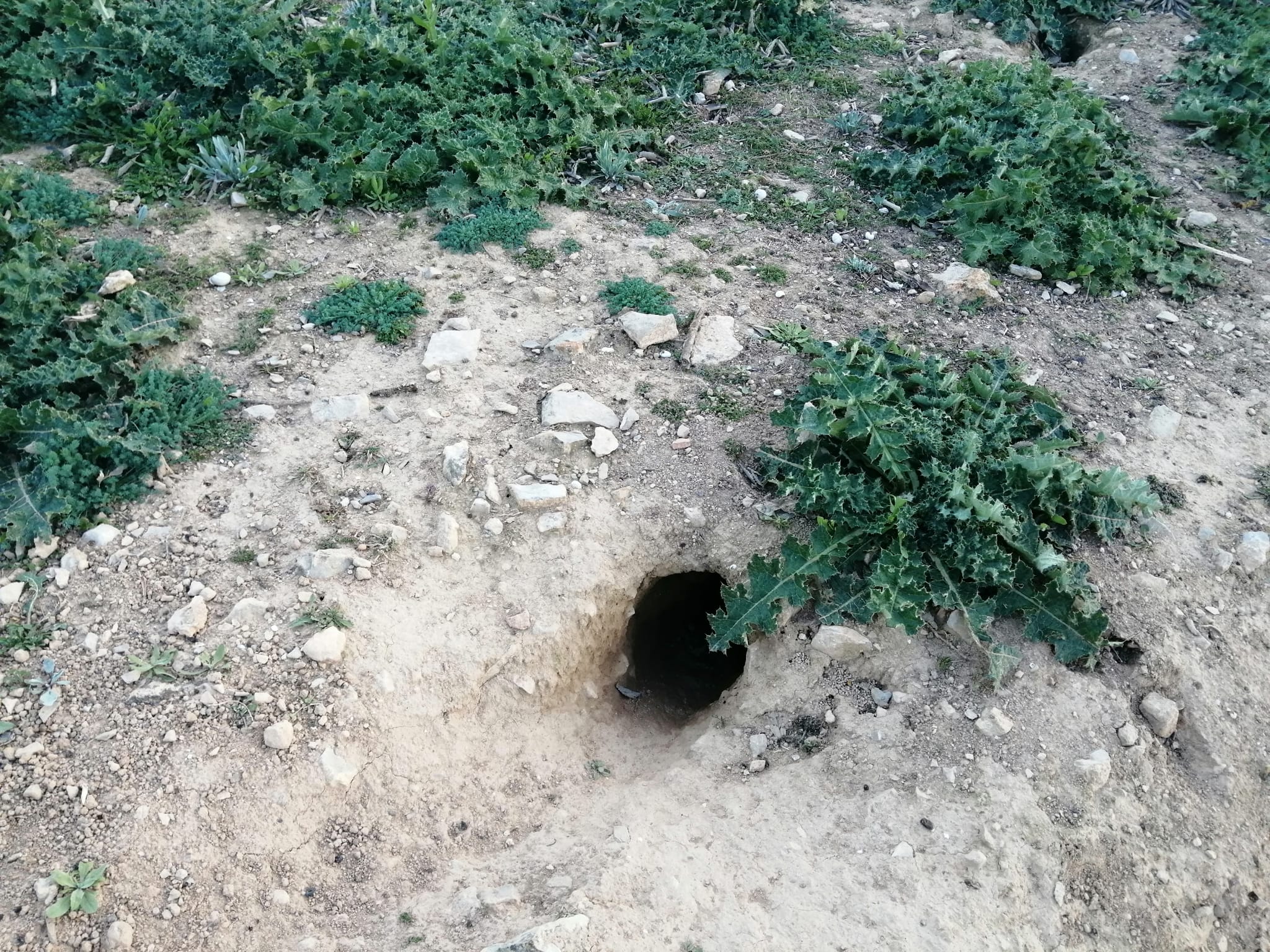Arxiu. Entrada a caus de conills en una finca de Tàrrega / RÀDIO LLEIDA