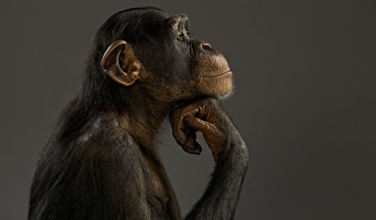 El secreto de la fuerza del chimpancé.