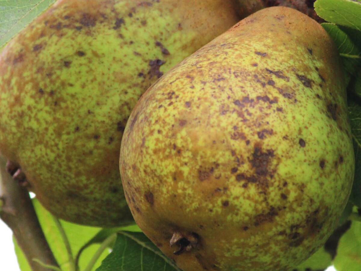 Las gentes de El Filandón berciano andan 'a peras'