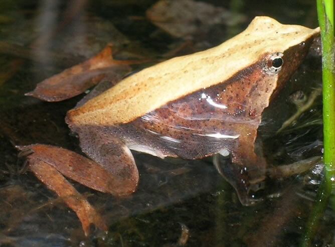 La deforestación y una epidemia cuasada por un hongo patóneo están acabando con las últimas poblaciones de la rana de Darwin en América del Sur