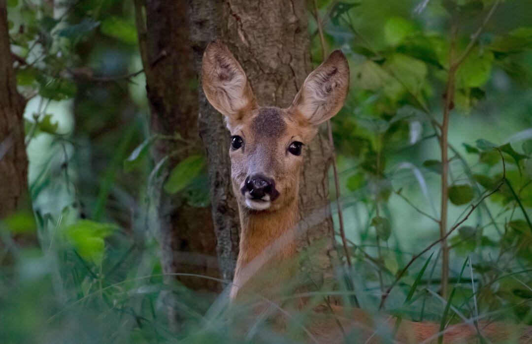 La hembra de venado se llama Bambi y es la mascota de un hostelero en Asturias.