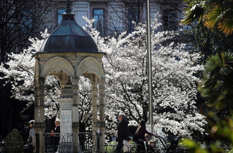 Vista de un árbol en flor en la plaza de Gipuzkoa de San Sebastián la pasada semana.