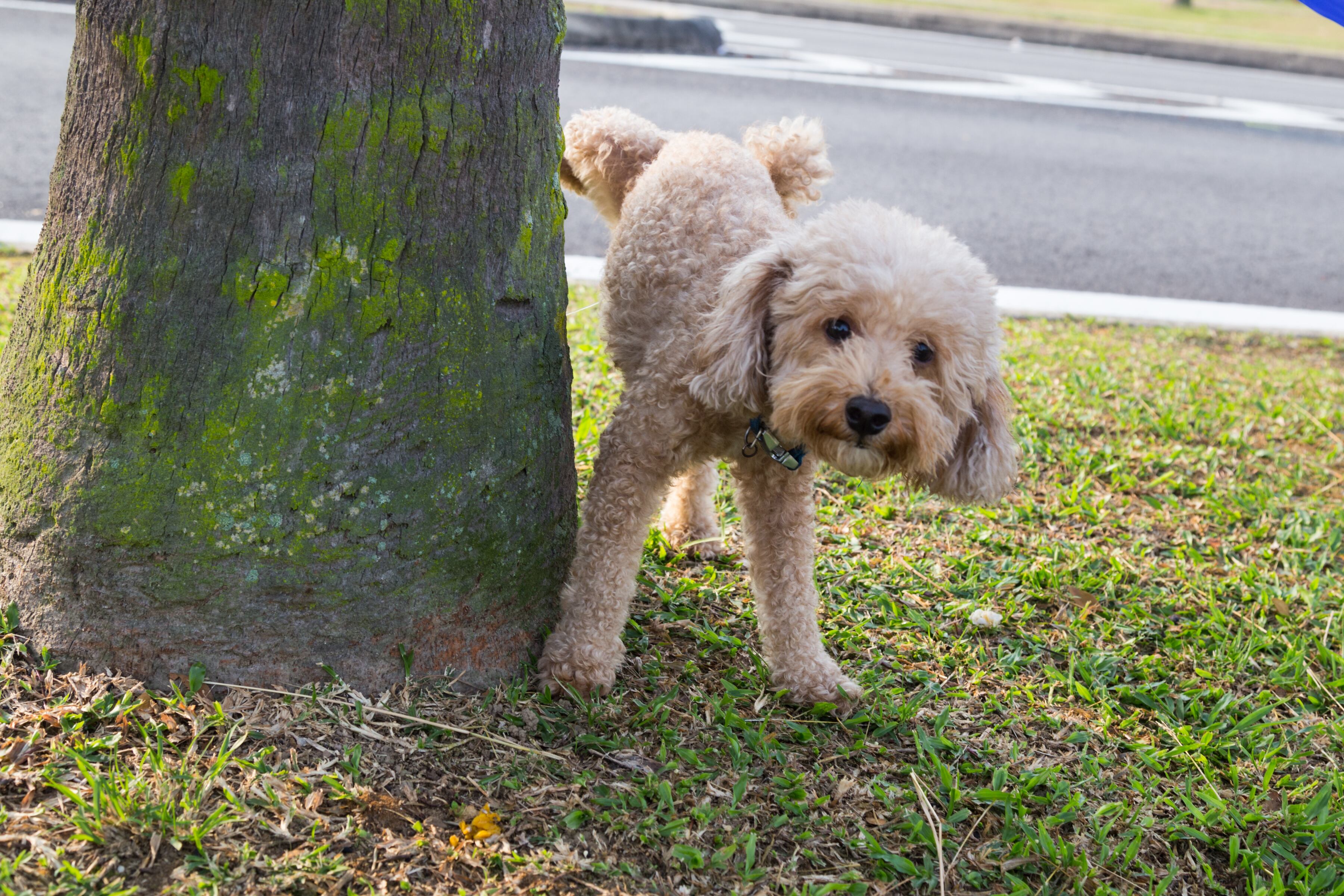 Un perro orinando sobre un tronco de árbol.