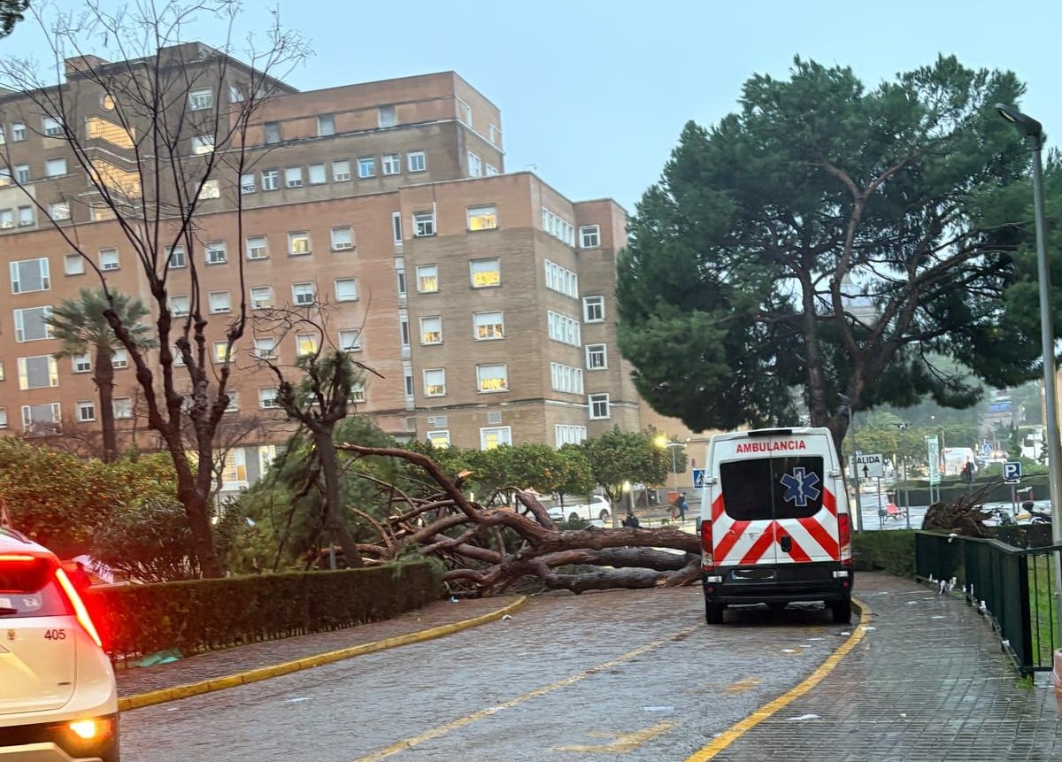 Consecuencias del temporal Kistin en Sevilla: una mujer herida por la caída de un árbol en el hospital Virgen del Rocío