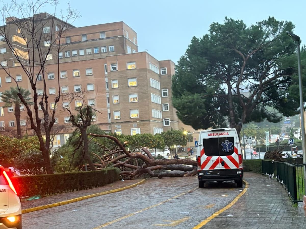 Última hora del temporal en Sevilla: Herida una mujer por la caída de un árbol en el recinto del Hospital Virgen del Rocío