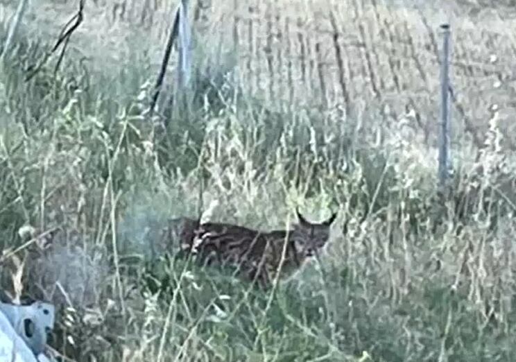 Un conductor graba la primera imagen de un lince en Madrid en 30 años.