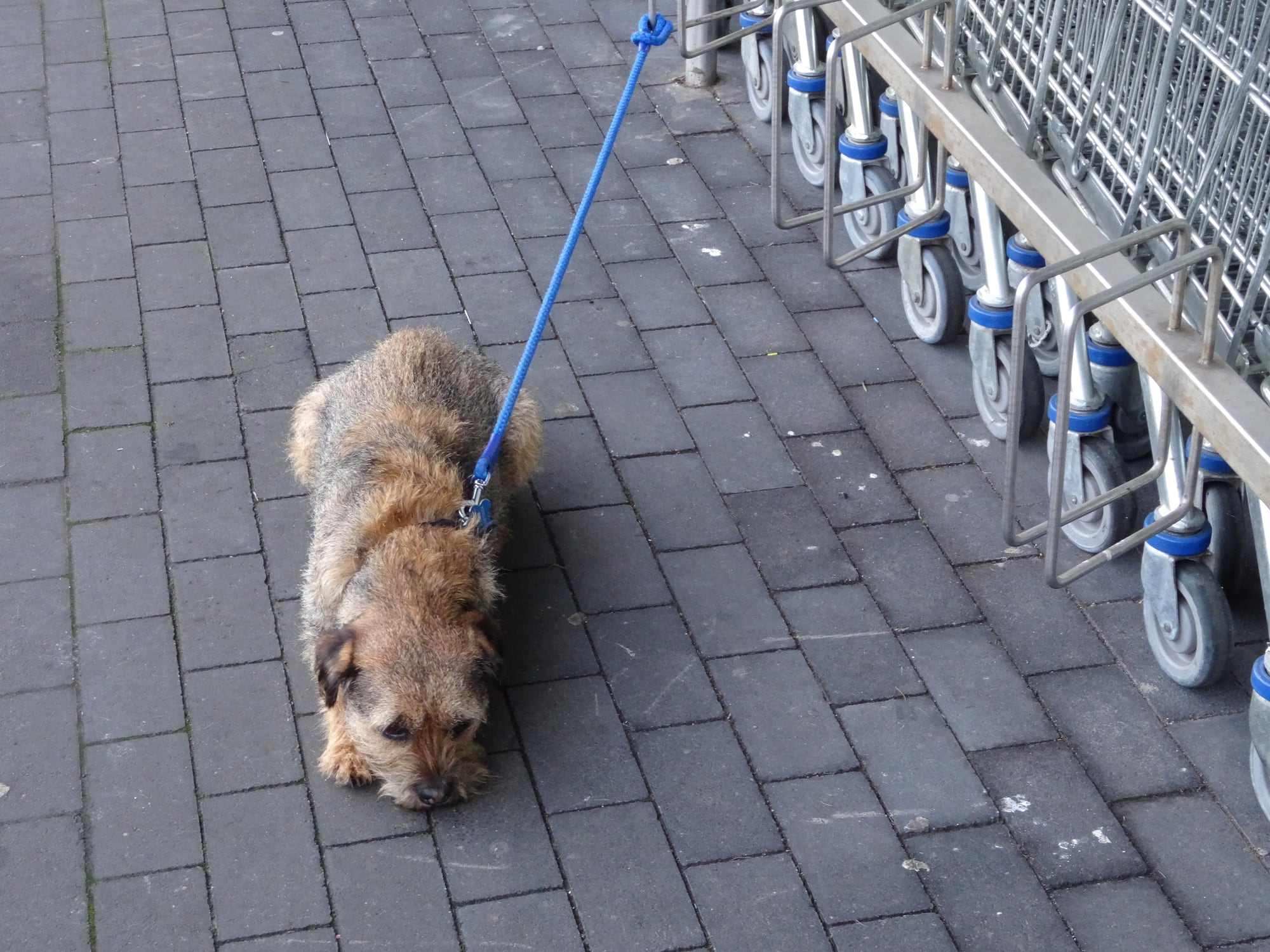 Un perro atado en la puerta de un supermercado.