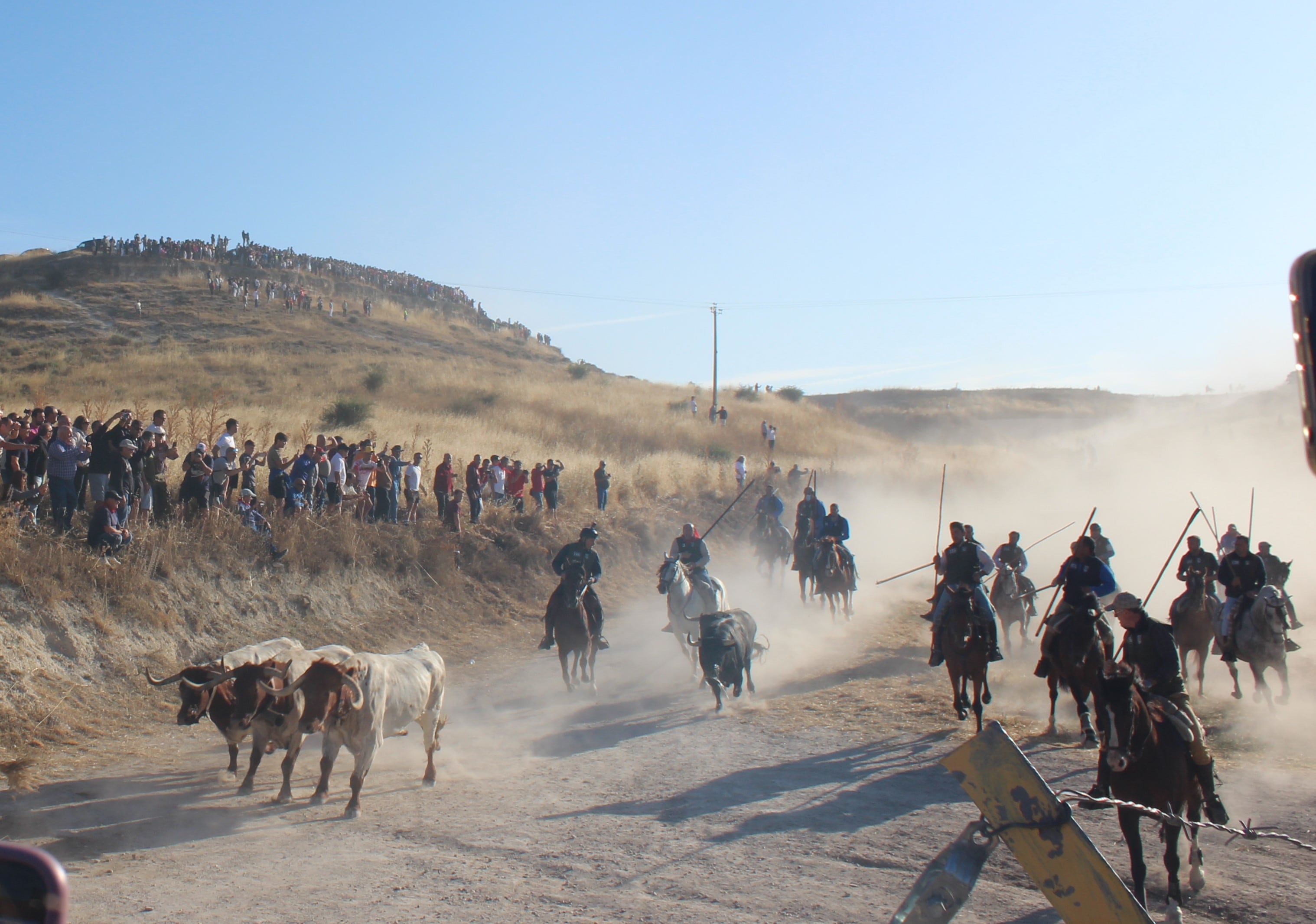 Dos toros de Partido de Resina entran al Embudo en Cuéllar