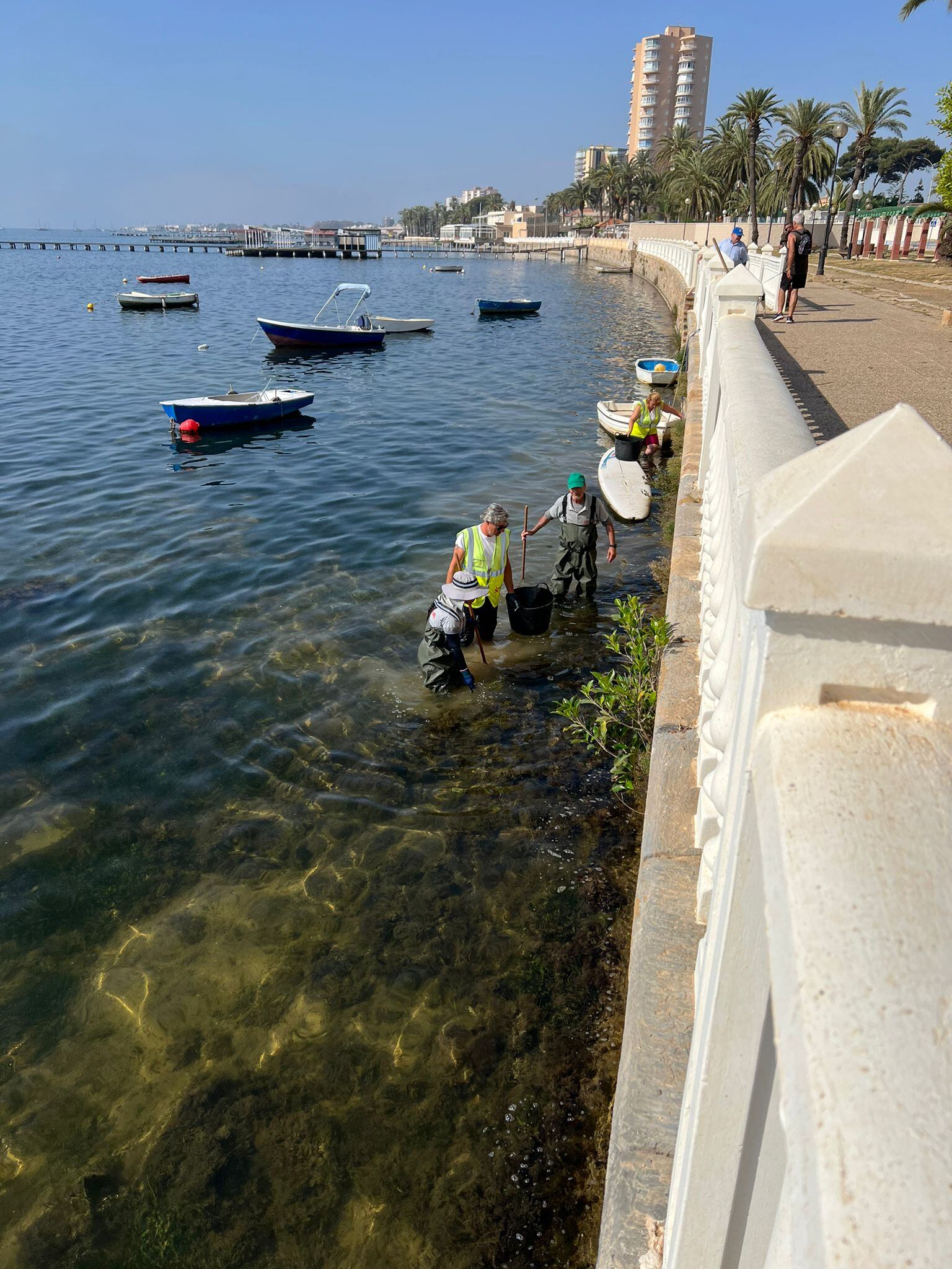 Aparecen peces muertos en San Javier