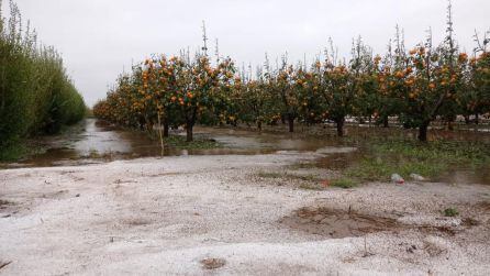 Daños en campos de caquis en Sollana