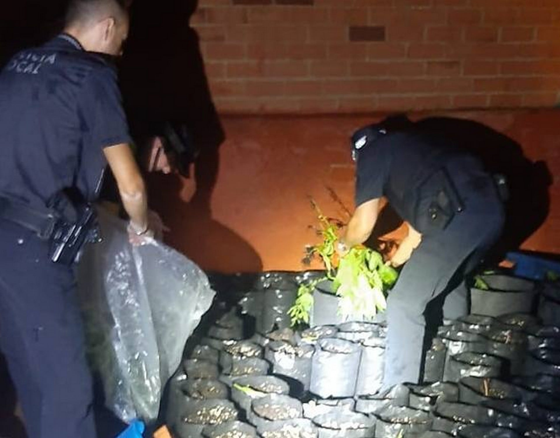 Dos agentes de la Policía Local de Alcoy incautando las más de 100 plantas de marihuana que quedaron al descubierto tras volar el tejado de una terraza.